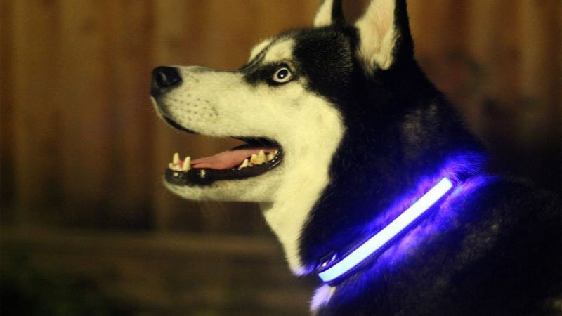 Night Safety LED Dog Collar